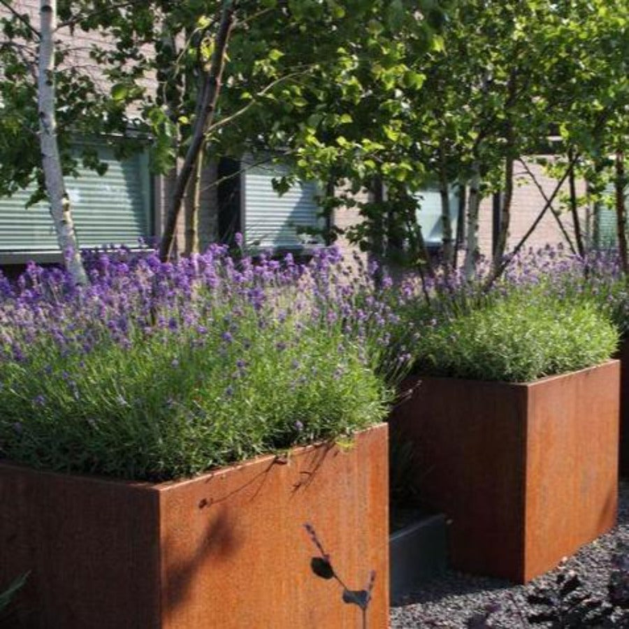 Picture of a square corten steel garden planter pot